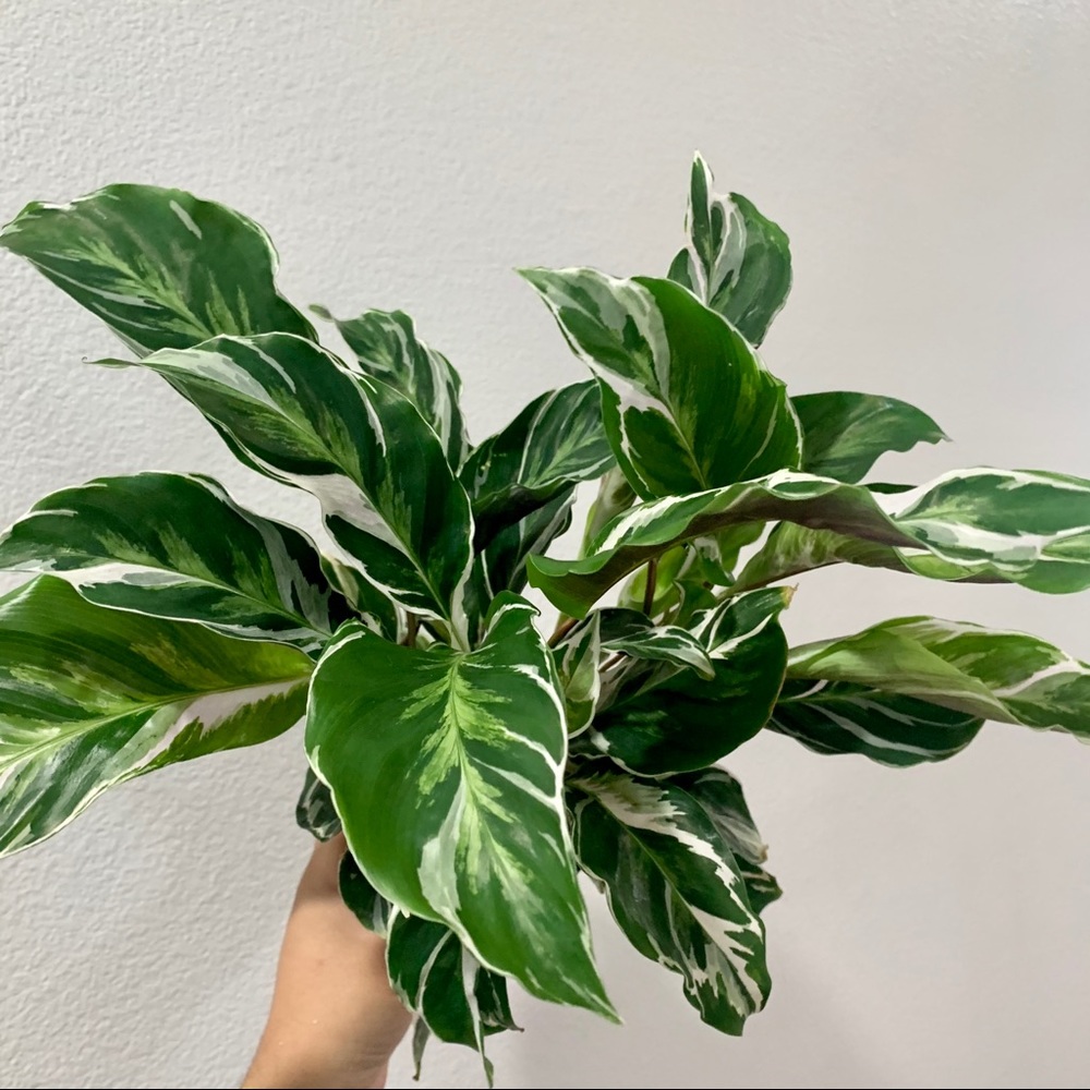 Calathea White Fusion